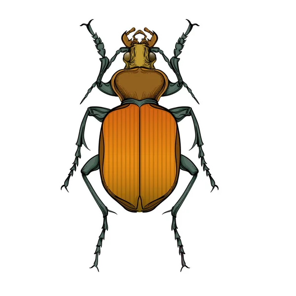Collection de couleurs d'insectes, art linéaire, vecteur . — Image vectorielle