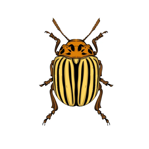 Insect color collection, line art, vector. — Stock Vector