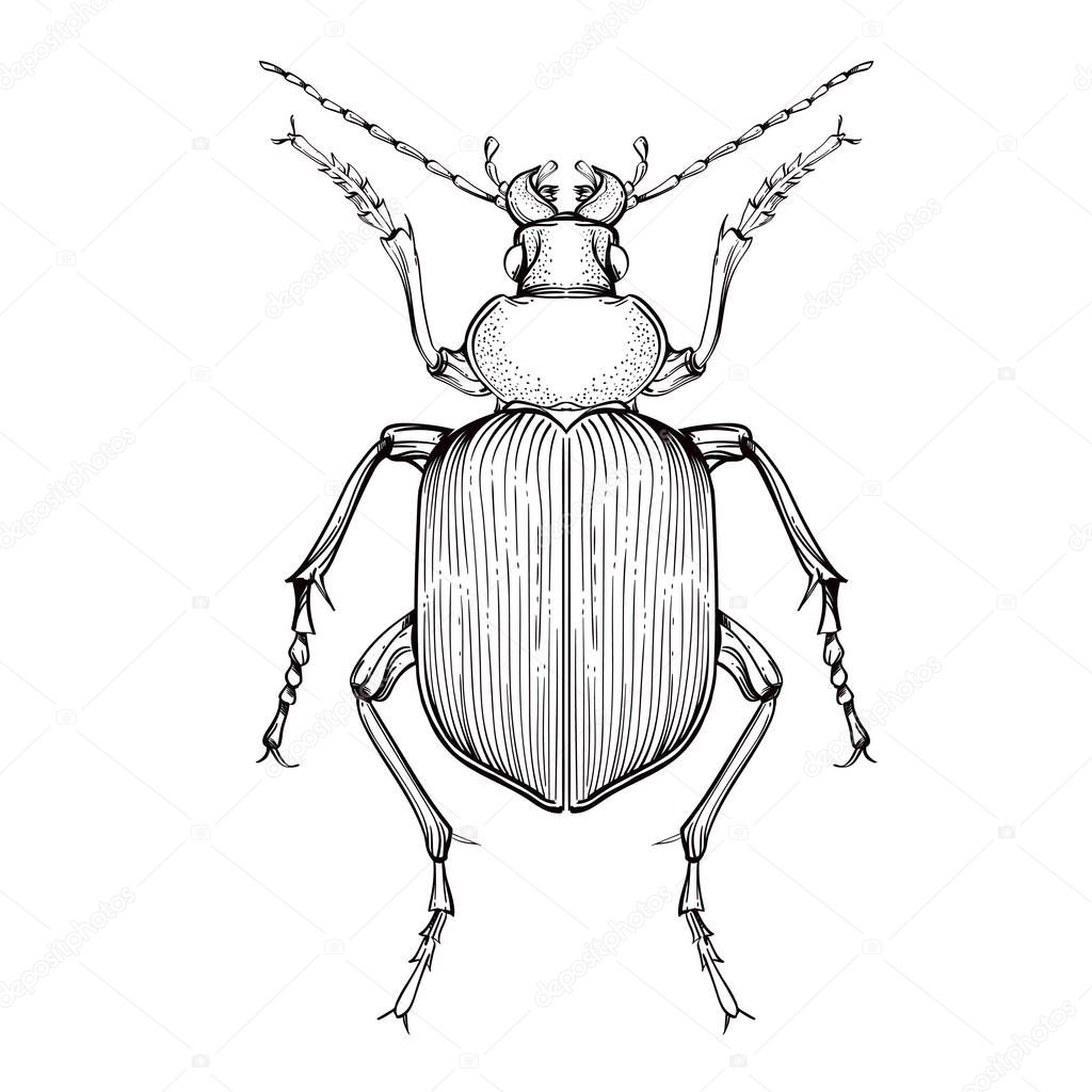 Insect collection, line art, vector.