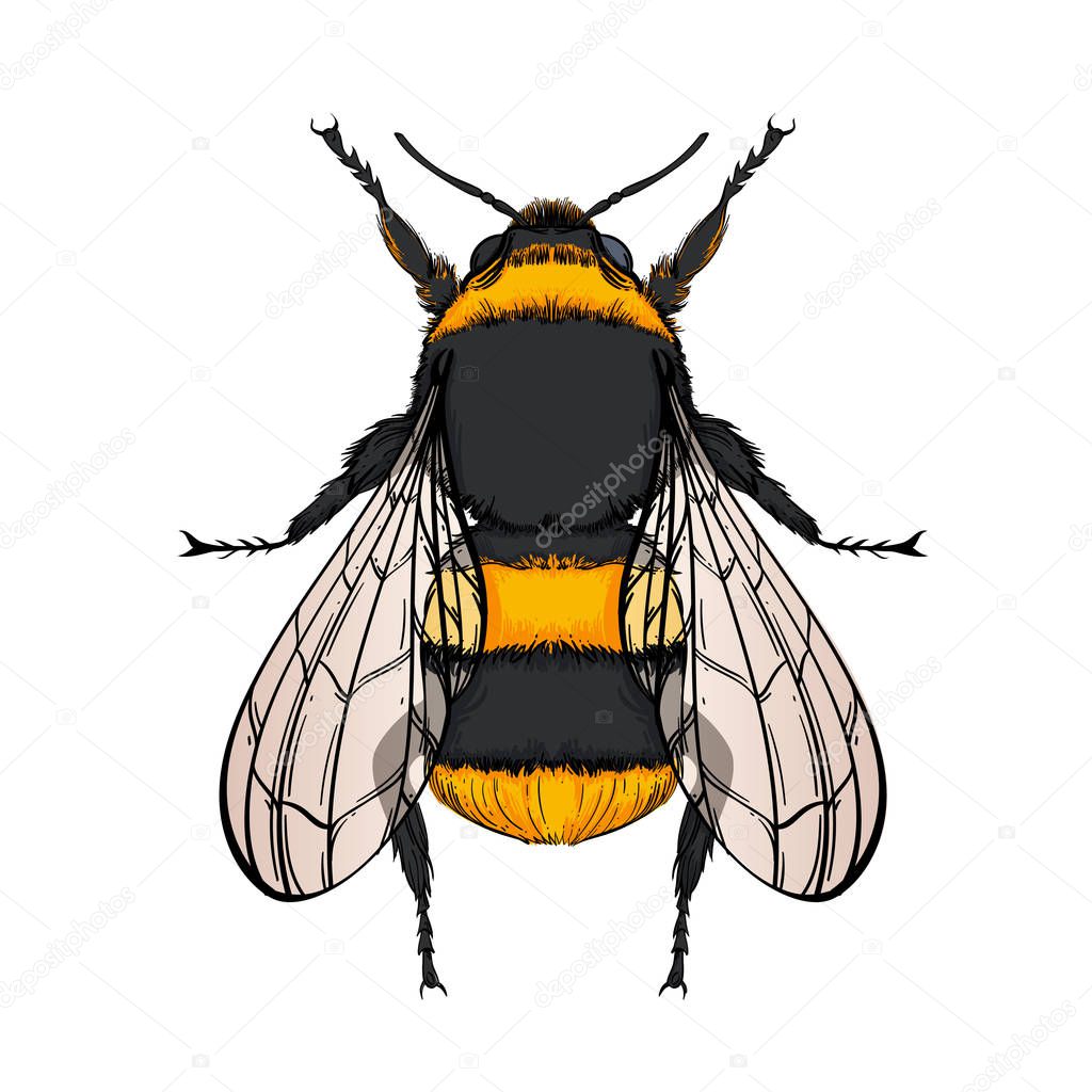 Insect color collection, line art, vector.