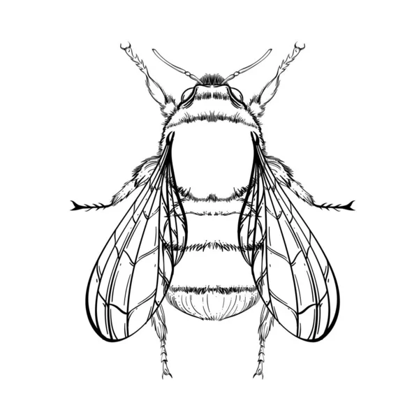 Collection d'insectes, art linéaire, vecteur . — Image vectorielle