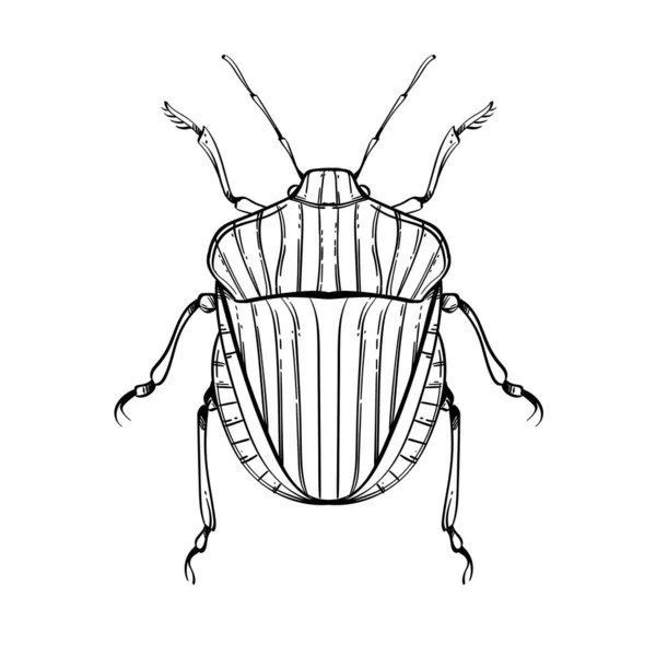 Insektensammlung, Linienkunst, Vektor. — Stockvektor