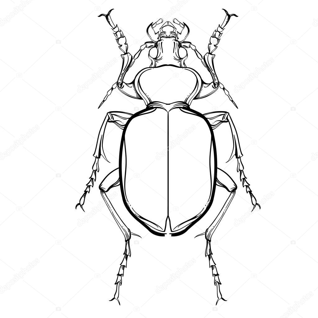 Insect collection, line art, vector.