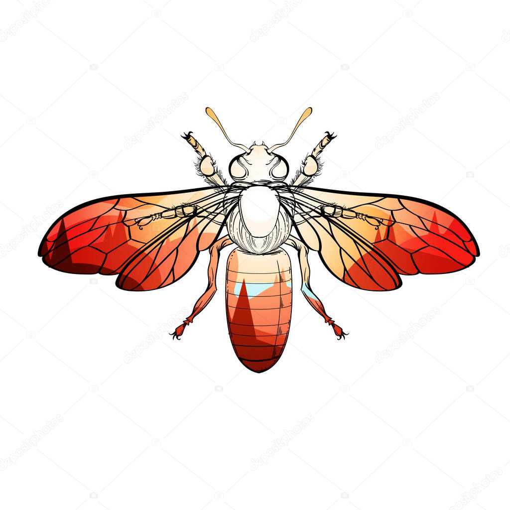 Insect color collection, line art, vector.