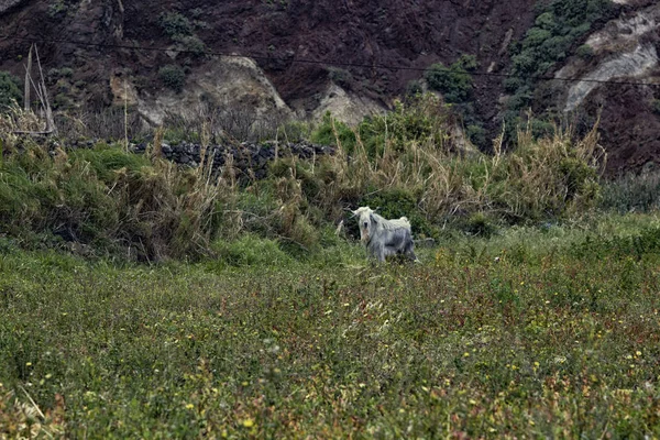 White Old Goat Field Farm — Stock Photo, Image