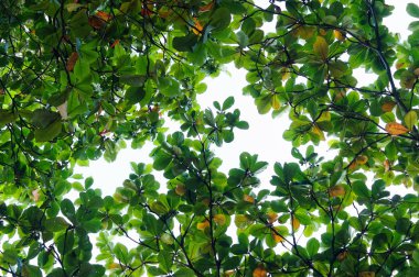 Gökyüzü arka plan yeşil Terminalia catappa yaprağı