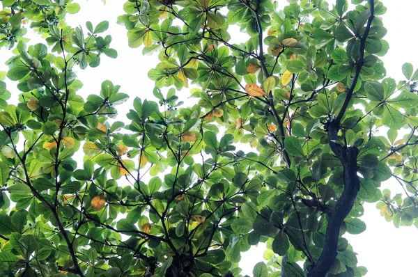 Zelená Terminalia Catappa Leaves Pozadí Oblohy — Stock fotografie