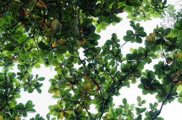 Zelená Terminalia Catappa Leaves Pozadí Oblohy — Stock fotografie