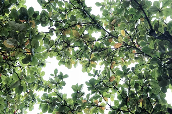 Zelená Terminalia Catappa Leaves Pozadí Oblohy — Stock fotografie