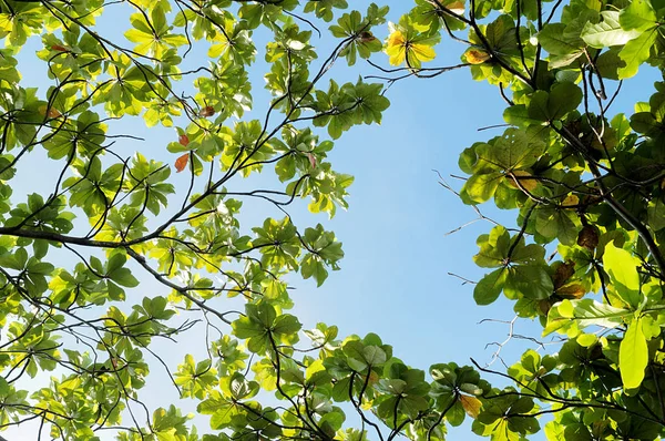 Zelená Terminalia Catappa Leaves Pozadí Oblohy — Stock fotografie