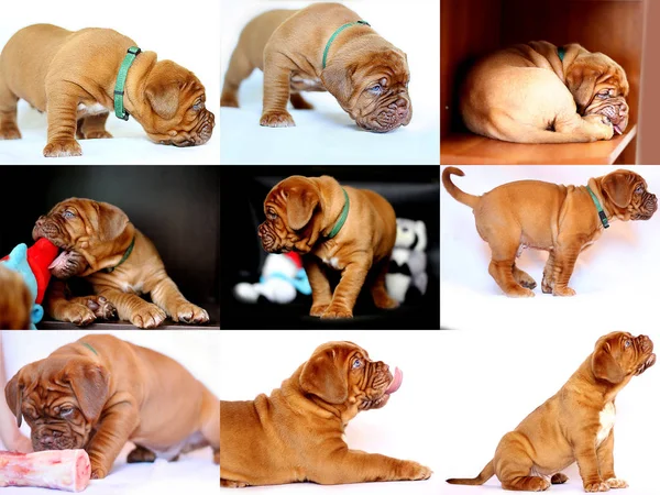 Bordeaux Hundvalp Fransk Mastiff Fotosamling Uppsättning Bilder — Stockfoto