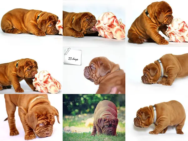 Bordeaux Hundvalp Fransk Mastiff Fotosamling Uppsättning Bilder — Stockfoto