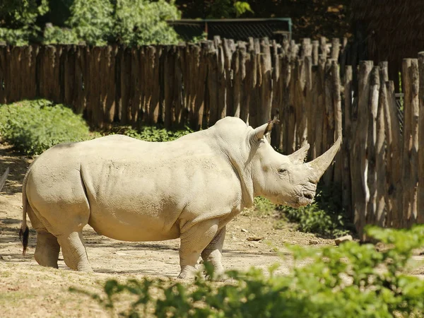 南白いサイ 動物園 — ストック写真