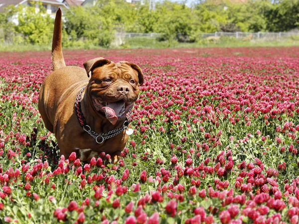Francouzské Dogy Poli Jetelem Červené Květy — Stock fotografie
