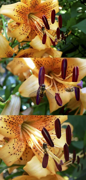 Insectos Mosca Flor Naranja Conjunto Tres Fotos —  Fotos de Stock