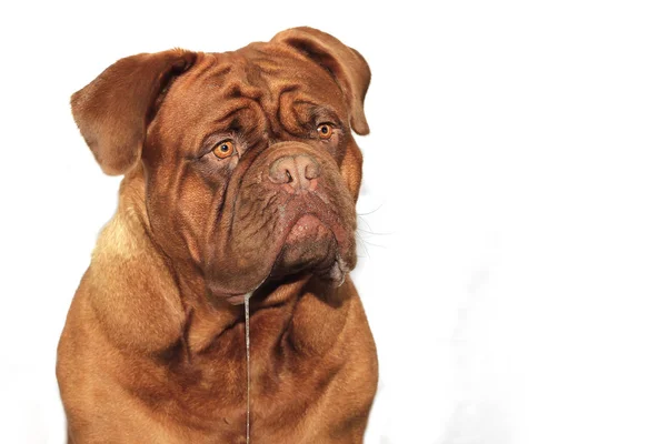 Büyük Köpek Moloss Fransız Mastiff Dogue Bordeaux — Stok fotoğraf