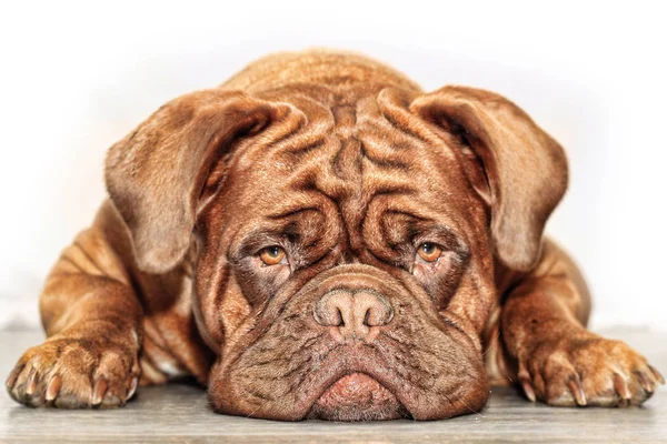 Grande Cão Moloss Mastim Francês Dogue Bordeaux — Fotografia de Stock