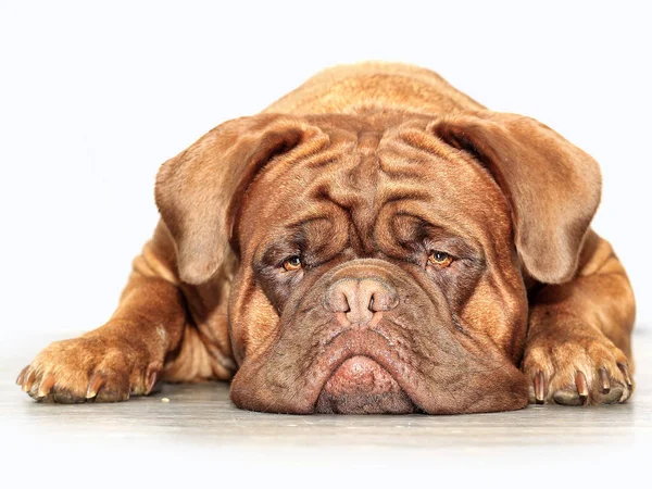 Stor Hund Molosso Franska Mastiff Dogue Bordeaux — Stockfoto