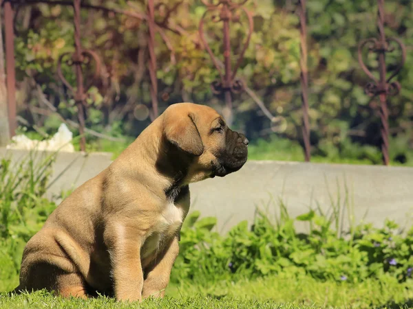 Cãozinho Boerboel Bulldog Sul Africano Moloss — Fotografia de Stock