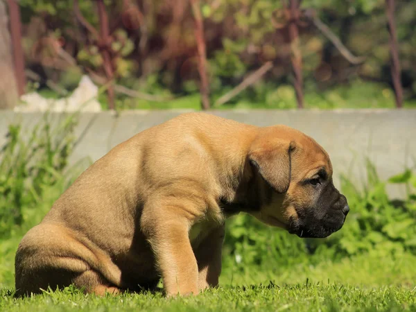 Boerboel Kiskutya Dél Afrikai Bulldog Moloss — Stock Fotó