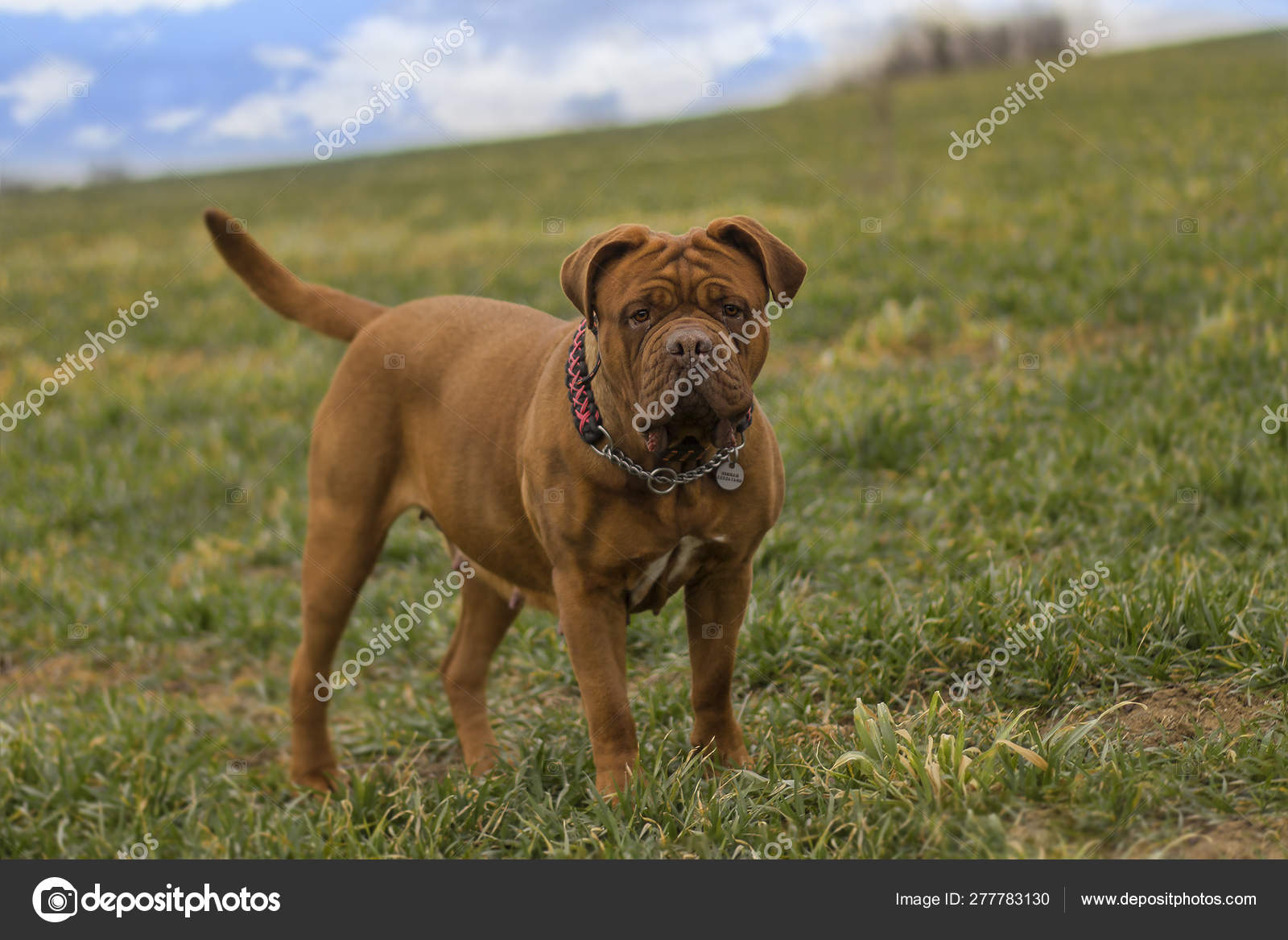 dogue de bordeaux biggest dog