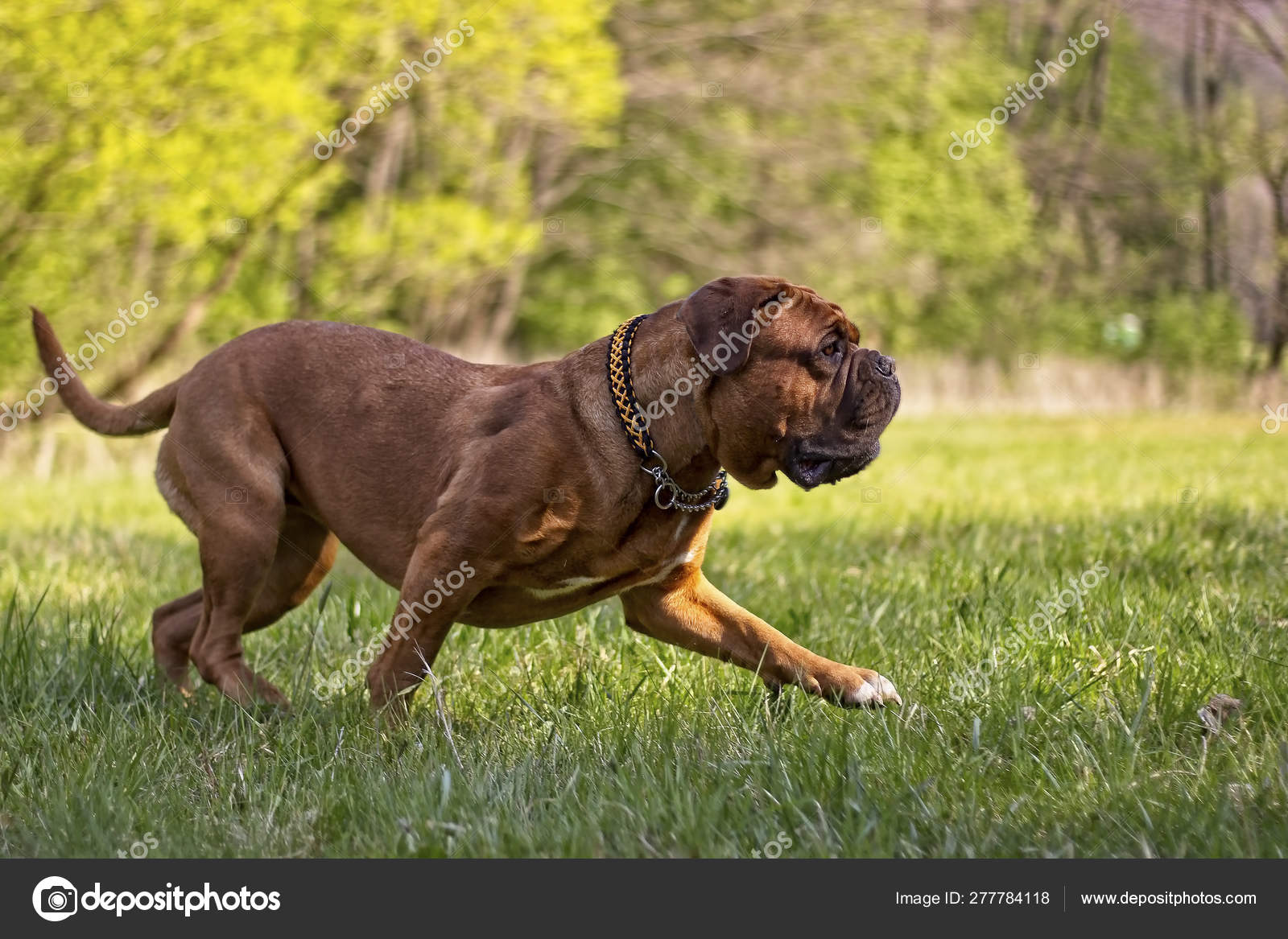 Big dog. Dogue de Bordeaux. French Mastiff. Photo by ©JanDix 277784118