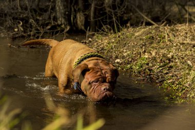 Büyük köpek. Dogue de Bordeaux. Fransız Mastiff. 