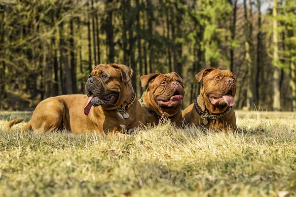 Stor hund. Dogue de Bordeaux. Franska mastiff. — Stockfoto