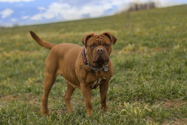 Velkej pejsek. Dogue de Bordeaux. Francouzská Maztuhá. — Stock fotografie