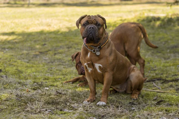 Velkej pejsek. Dogue de Bordeaux. Francouzská Maztuhá. — Stock fotografie