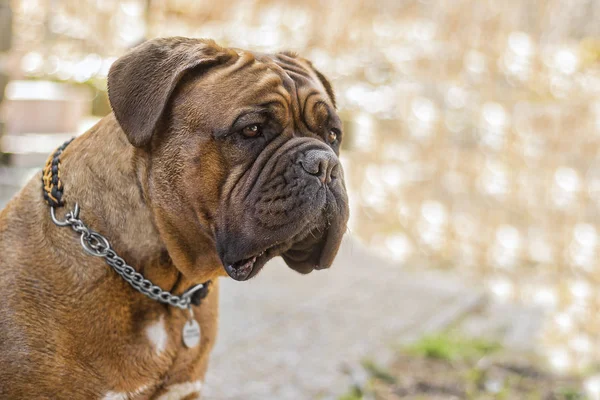 Büyük köpek. Dogue de Bordeaux. Fransız Mastiff. — Stok fotoğraf
