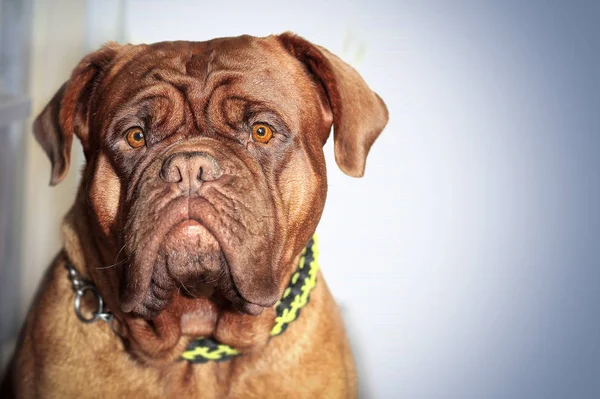 Büyük köpek. Dogue de Bordeaux. Fransız Mastiff. — Stok fotoğraf