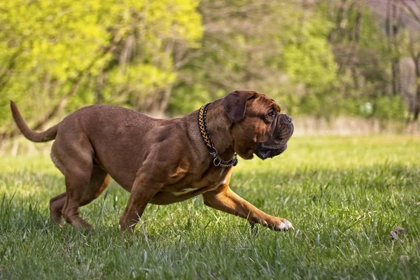 Büyük köpek. Dogue de Bordeaux. Fransız Mastiff. — Stok fotoğraf