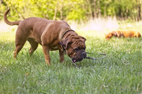 Big dog. Dogue de Bordeaux. French Mastiff. — Stock Photo, Image