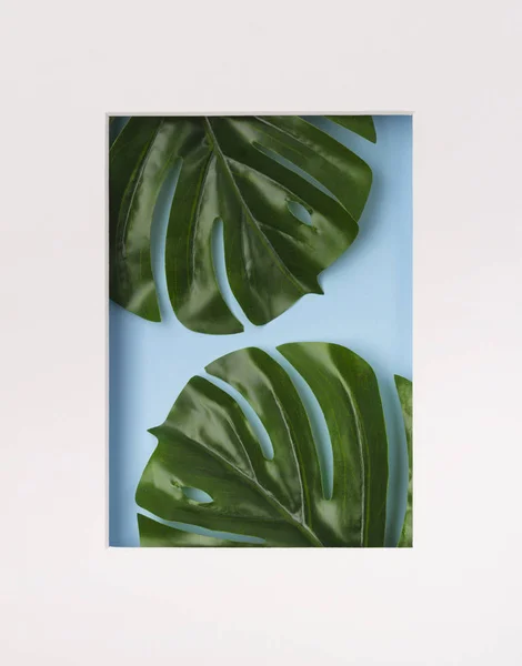 Folhas de palma tropicais em quadro de papel em branco no fundo azul . — Fotografia de Stock