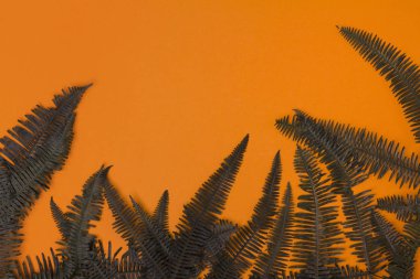 Turuncu masada eğrelti otu yaprakları ile Sonbahar veya sonbahar arka plan.