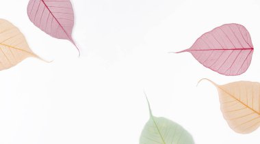 Sonbahar arka plan şablonu düşüyor. Beyaz üzerinde iskeletli renkli yapraklar