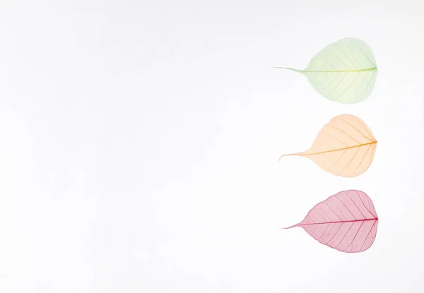Herbst fällt Hintergrundvorlage. skelettierte bunte Blätter auf weißem Grund — Stockfoto