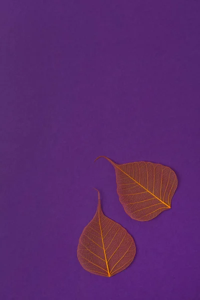 Orange skeleton leaves at purple backgound. Autumn fall template.