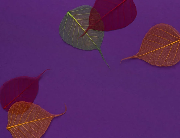 Colorful skeleton leaves at purple backgound. Autumn fall template.