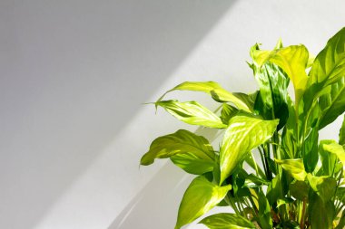 Yeşil ev bitkileri beyaz arka planda ev dekorasyonu. Ev işleri konsepti. Kapalı alanda güneş ışığında fotokopi alanı