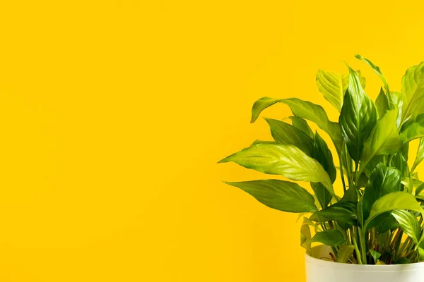 Indoor garden home decoration on yellow background. Green houseplants with copy space. Home gardening concept.