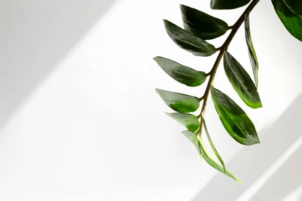 Green houseplants home decoration on white background. Home gardening concept. Indoor garden in sun light with copy space