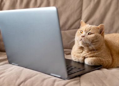 Kırmızı kedi dizüstü bilgisayarla kanepede yatıyor.