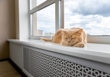 İskoç katlı kırmızı kedi pencere eşiğinde yatıyor..