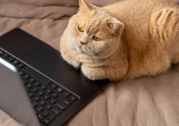 Gato rojo se encuentra en el sofá con el ordenador portátil —  Fotos de Stock