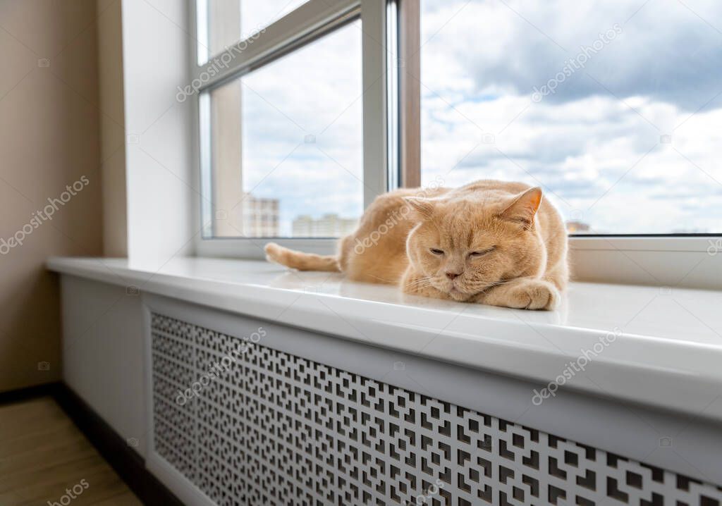 Scottish fold red cat lies on the windowsill.