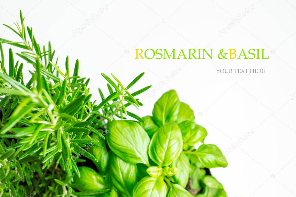 Seamless pattern with rosemary and basil. Vegetables abstract background. rosemary and basil on the white background.