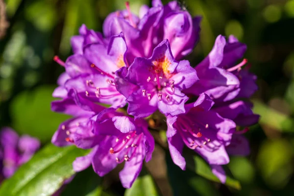 Güzel mor rhododendron çiçekleri bir bahar bahçesinde çiçek açar. Canlı mor açelya çiçekleri, yeşil yapraklı arka planda belirgin erkeklik organlarıyla
