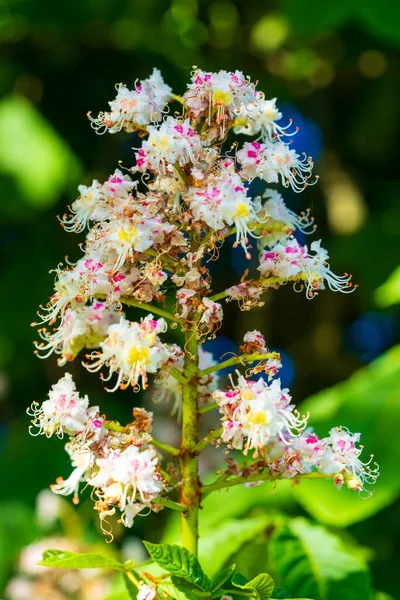 Beyaz at kestanesi çiçekleri narin kıvrımlı iğneler ve bahar bahçesinde açan pembe anterler. Güzel Conker ağacı çiçekleri yeşil yapraklara karşı zarif bir çiçek sergisi oluşturur.